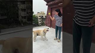 Gieni kitna pyara khelti hai 😌😂videos newvideo cutebaby [upl. by Leirbaj]