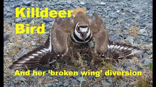 A Killdeer Bird and her broken wing act  Kildeer Call KildeerCall KildeerBird BrokenWingAct [upl. by Dloniger426]