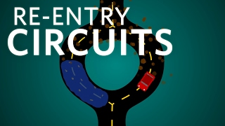 Cardiology Reentry Circuits cardiology ubcmedicine [upl. by Paymar439]