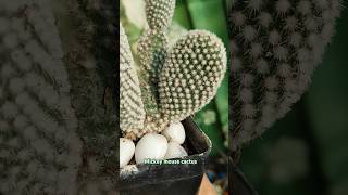 Mickey mouse ear cactus 🌵trending viralvideo shorts youtubeshorts [upl. by Finnie779]