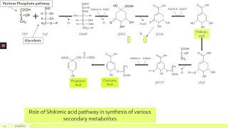Shikimate Pathway [upl. by Alfredo]