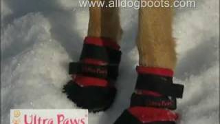 Ultra Paws Dog Boots for Snow [upl. by Ellehcim435]