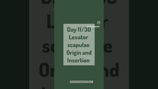 Day 1130 levator scapulae origin and insertion physicaltherapist anatomy physicaltherapy muscle [upl. by Trofmoc857]