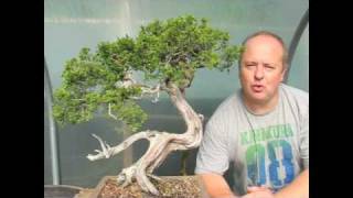 Creating Bonsai Trees  Yamadori [upl. by Enamart]