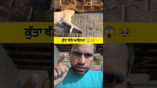 Dog help 🐶🥰 dog help trending shorts explore vickysidhu [upl. by Marlo887]