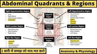 Abdominal Anatomy  Regions Quadrants amp Organs  Anatomy amp Physiology  Hindi [upl. by Stephens]