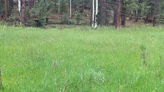 dueling black bears The Rocky Mountain Elk amp Deer Watch [upl. by Ilamad]