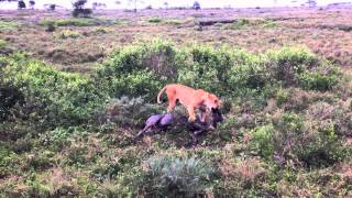 Lioness chewing on male wildebeest [upl. by Enala]