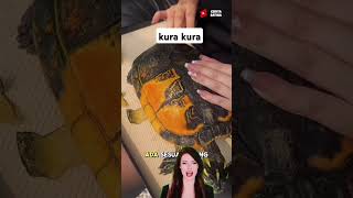 kurakuradarat kurakura turtle reptiles kurabrazil minecraft [upl. by Cathryn432]