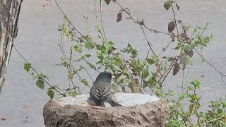 Deepened the top of this birdbath happier birds [upl. by Misab491]