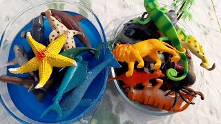 About Land and Ocean Finding land animals and sea animals For Educating children [upl. by Lidaa]