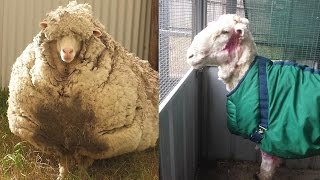 Sheep Looks Unrecognizable After 80 Pounds of Wool is Sheared [upl. by Krakow]