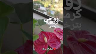 menelaleb eyadtannous eyadtannous ايادطنوس صباحالحب [upl. by Zednanreh]