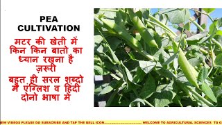 Pea Cultivation pisum sativum  मटर की खेती वैज्ञानिक तरीके से कैसे करें Pea cultivation in hindi [upl. by Ardnaik317]