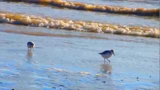 Sandlings On The Beach  Wading Birds [upl. by Onitrof]