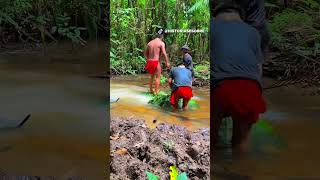 Técnica incrível que os índios usam pra pescar usando timbo indígenas pesca [upl. by Amaleta867]