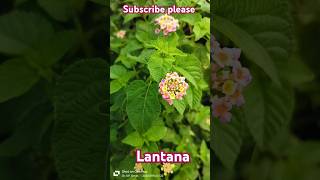 lantanacamara verbenaceae plantbiology trending viralvideo motivation facts science notes [upl. by Llehcnom]