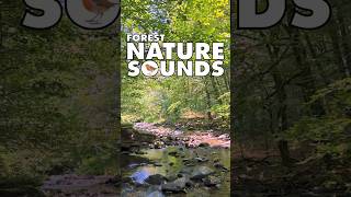 💚Nature Sounds Forest shorts naturesounds forestnaturesoundsrelaxation naturesounds 172 [upl. by Atiekram]