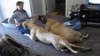 Mastiff Tricks [upl. by Arielle]