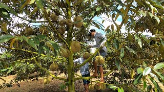 Vietnamese durian has entered the harvest season p2 [upl. by Ayrotal]