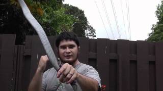 Shooting a Centershot PVC Pipe Bow  The Snakey Recurve [upl. by Epolenep]