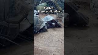 AldabraRiesenschildkröte 🐢 turtle schildkröten zootiere zoo zooanimals shorts shortvideo [upl. by Der]