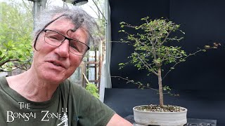 Pruning My Bloodwood Linden and Buckthorn Tree The Bonsai Zone May 2024 [upl. by Venetis]