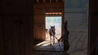 Horsefeathers Farm Millie  Such a sweet girl Looking for new 🏠 gypsyvanner horse fillyforsale [upl. by Tichonn479]