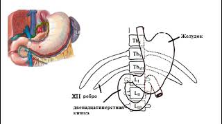 Асқазан анатомиясы Ventriculi seu gaster  anatomy [upl. by Viridissa]