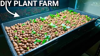 How to Grow Aquarium Plants Emersed  DIY Hydroponics [upl. by Namad356]