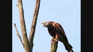 Red Kites Calling 28 secs [upl. by Busby]