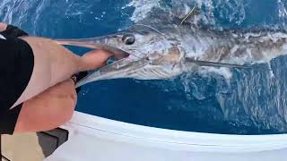 Happy Fisherman EP94 Bermagui Marlin with Dave and Rino [upl. by Goggin]