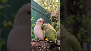 Mimicking human speech parrots parrottalking parrotlover [upl. by Oijres]