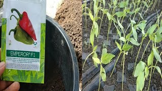 Paano mag seedling ng siling atsalHow to grow bell pepper complete guide [upl. by Annatnas]