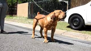 My 8 Month old Boerboel protecting me [upl. by Safko]