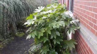 Japanese Aralia  Fatsia japonica [upl. by Iaka]