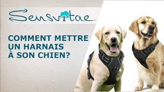 Comment mettre un harnais pour chien [upl. by Joh292]