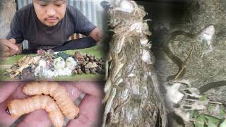 Catch and cook Tasty weird tribal food of Nagas [upl. by Holihs]