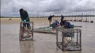 MILHARES DE PEIXES NA PESCA DE HOJE SARDINHA E MUITOS OUTROS [upl. by Cyprio763]