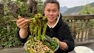 今天用一盆折耳根和辣椒做成凉拌吃个够 Eating Houttuynia cordata and chili peppers today [upl. by Annagroeg]