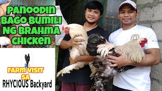 FREE RANGE CHICKEN FARMING  FARM VISIT TO RHYCIOUS BACKYARD  BRAHMA BREEDER [upl. by Ahsien]