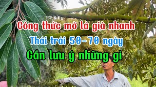 Tập 73Chia sẻ công thức mở lá già nhanh trái 5070 ngày và mang bông cần lưu ý những gì [upl. by Leontine]