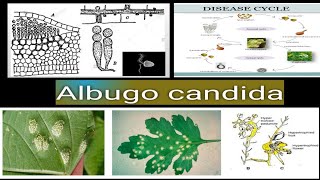 ALBUGOGINACEAE  Albugo candida White rust of crucifer  life cycle  Management [upl. by Harris]