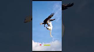 Eagle Cat’s SkyHigh Hijinks Eagle funny best video 💜 🔥 👍 [upl. by Nuawed]