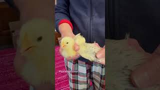 Salmon Faverolle Chick 1 week old  Pink Egg Layer My Dream [upl. by Ahtan]