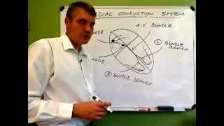 cardiac conduction systemwmv [upl. by Echo]