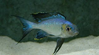 Cyathopharynx foai quotKabogo Bluequot  Rare Tanganyikan Featherfin [upl. by Aicemak249]