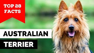 99 of Australian Terrier Owners Dont Know This [upl. by Hultgren]