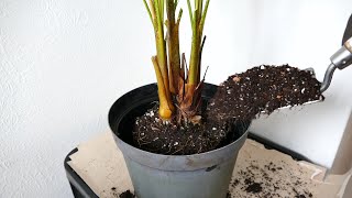 Repotting An Areca Palm [upl. by Caril667]