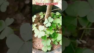 oxalis plant amazing botany fauna biology shorts science amazingfacts shorts [upl. by Lanam]